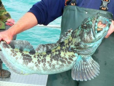ling maruca molva lingcod pez viridian