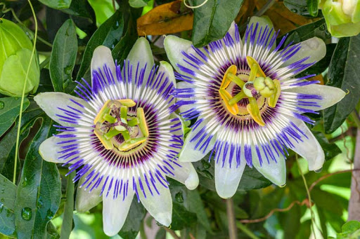 rare passionflower vines free from L.A.
                        CALIF