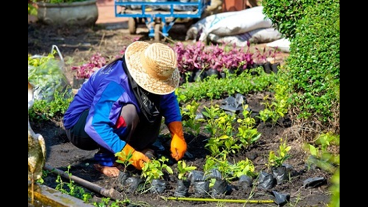 Squatting in the garden rebuilds skeletal
                  muscles, revivifies body's spring step and strength